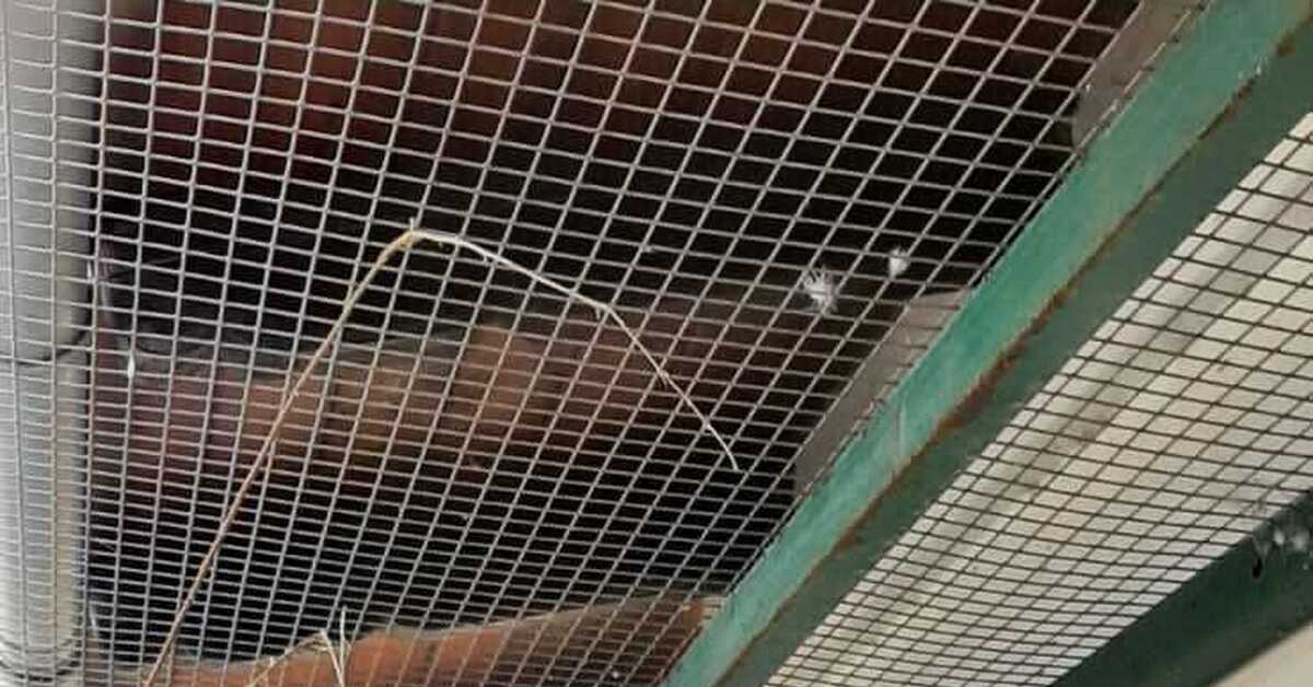 Парк птиц малинки | Пикабу