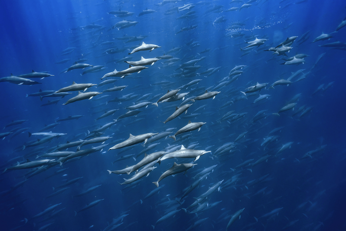 Встреча со стаей дельфинов / © Merche Llobera