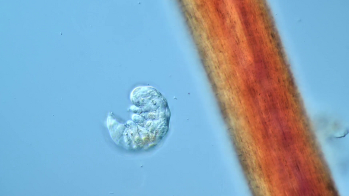 Молодая тихоходка на фоне человеческого волоса