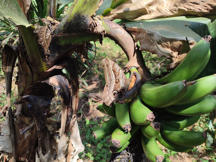 Агуас-Кальентес - волшебный город, куда нет дорог, и где живут гигантские бабочки Перу, Мачу-пикчу, Южная Америка, Латинская Америка, Лама, Длиннопост, Фотография