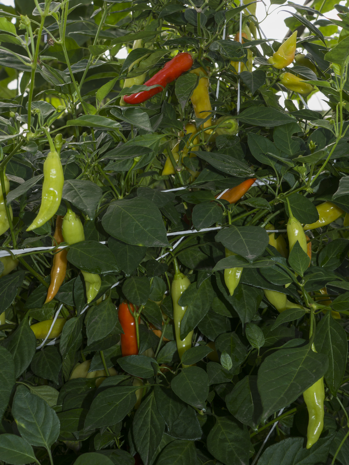  2023. Aji cristal ,  , , , 