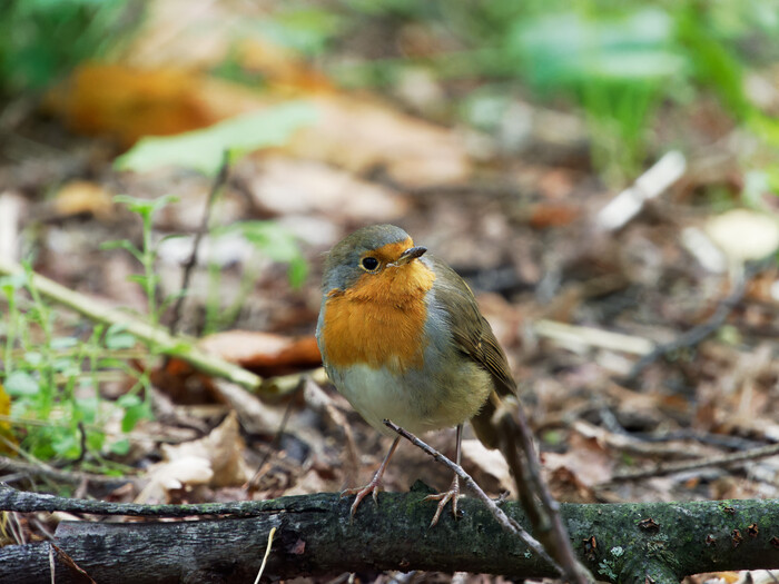 ����� � ����� ��������, ���������� �������.