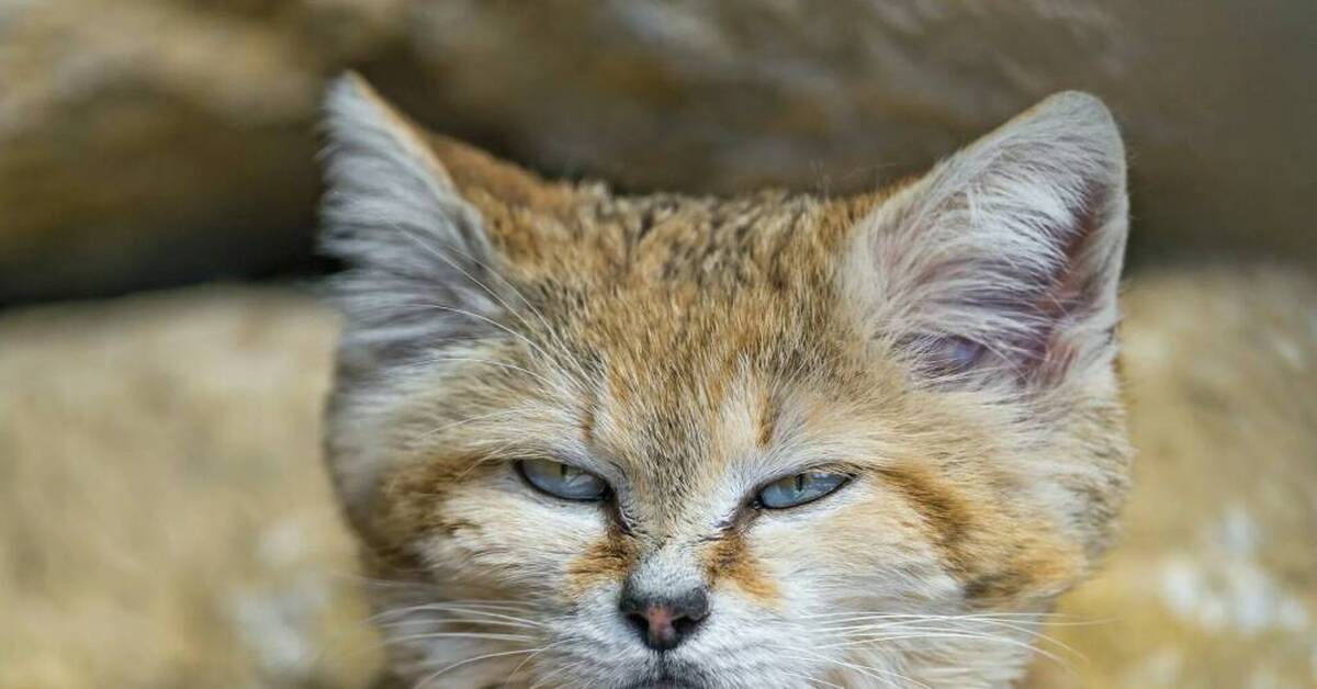 Грюм животные