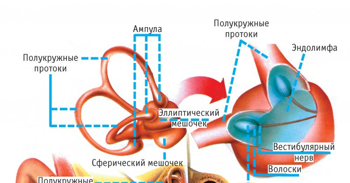 Вестибулярный анализатор строение. Функции вестибулярного аппарата. Вестибулярный синдром.