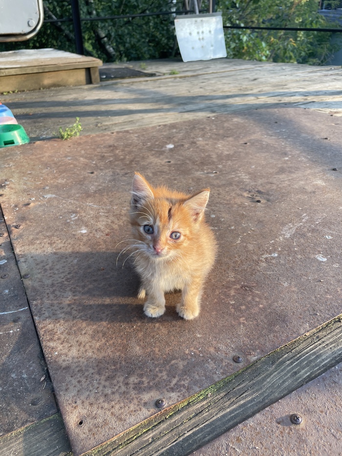 ������ �����