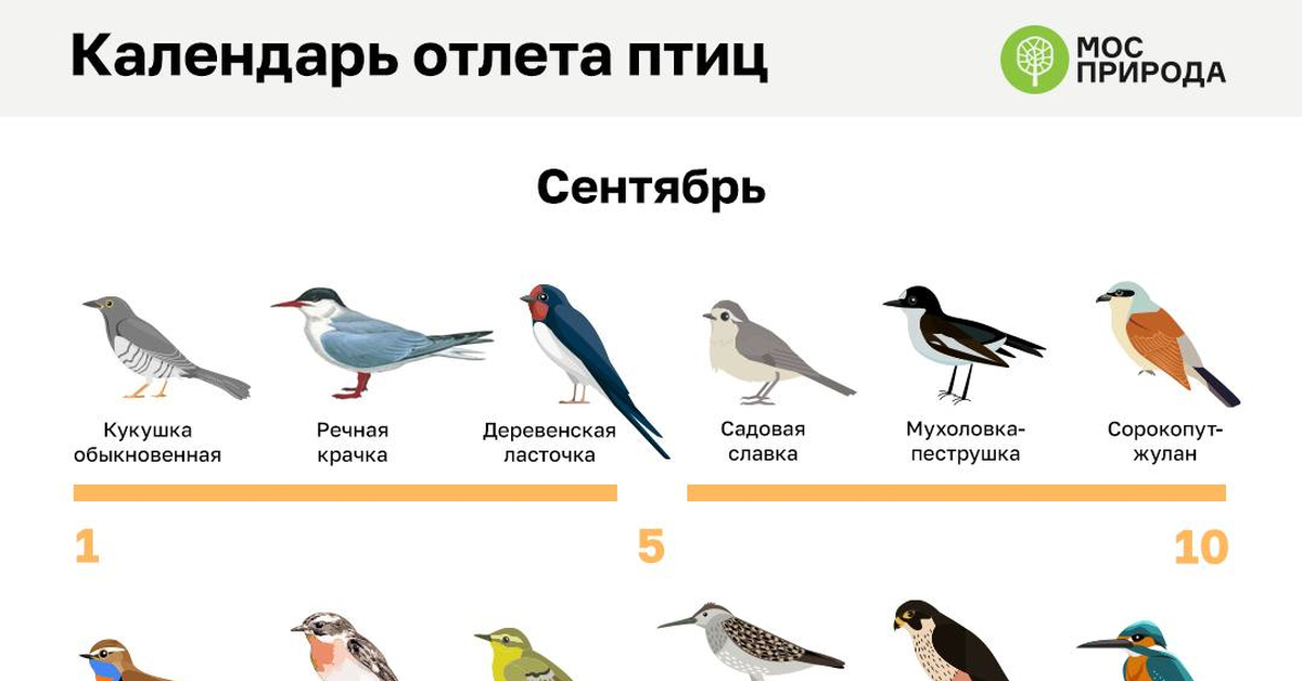 Первой отлетает кукуха | Пикабу