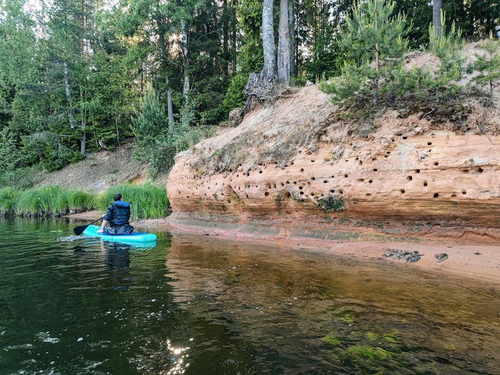 Гнёзда Стрижей