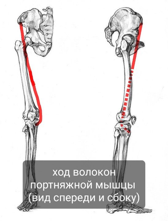 Портняжная мышца | Пикабу