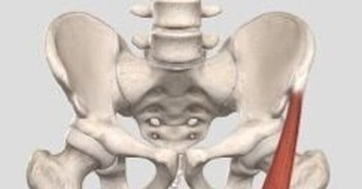 Портняжная мышца | Пикабу