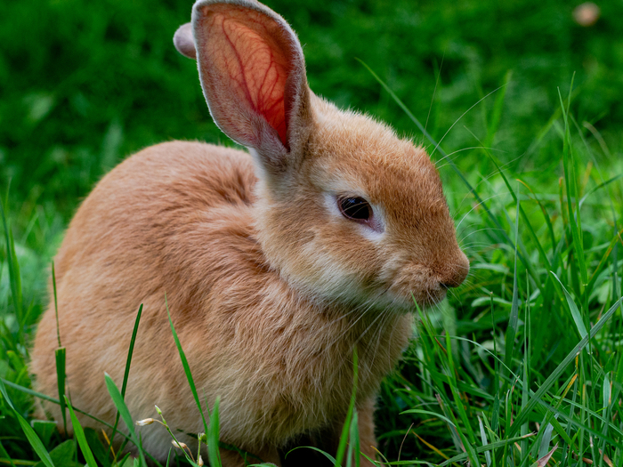 Кролики. Пост милоты Фотография, Милота, Nikon, Длиннопост, Кролик
