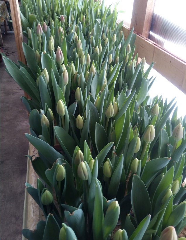 Ждут своей очереди:)