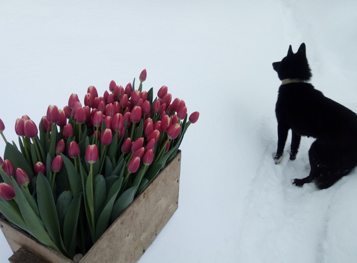 Доставка цветов