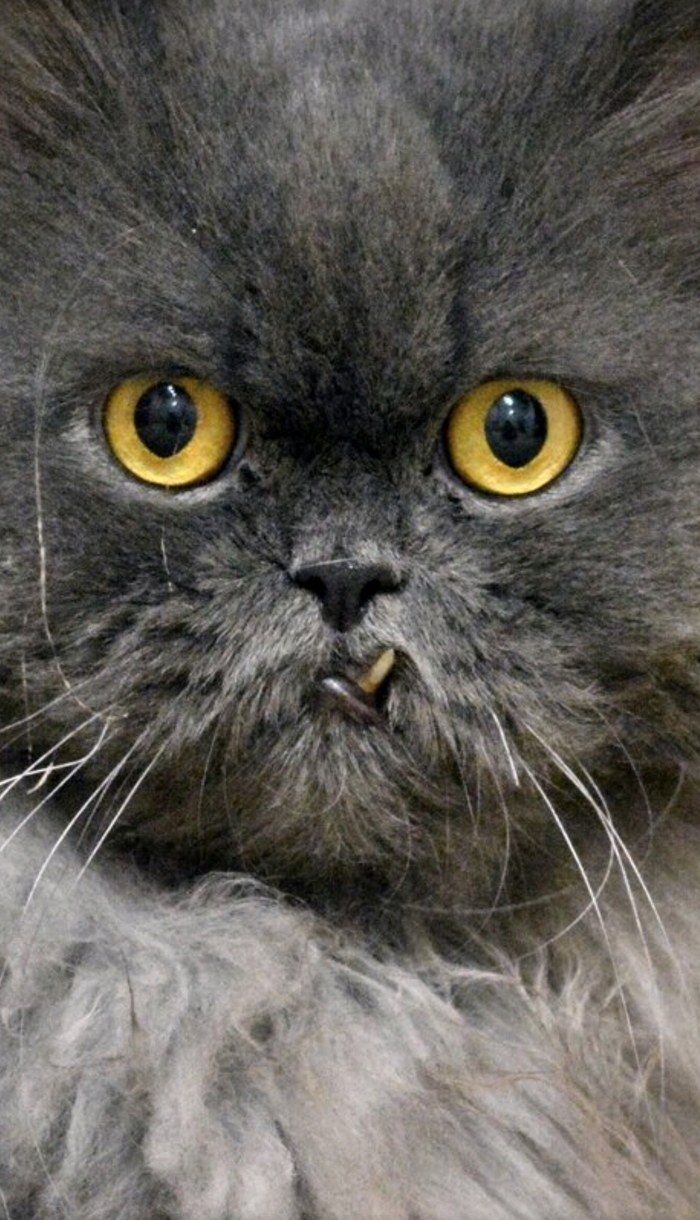     ! ,   ,   , ,  , , ,  