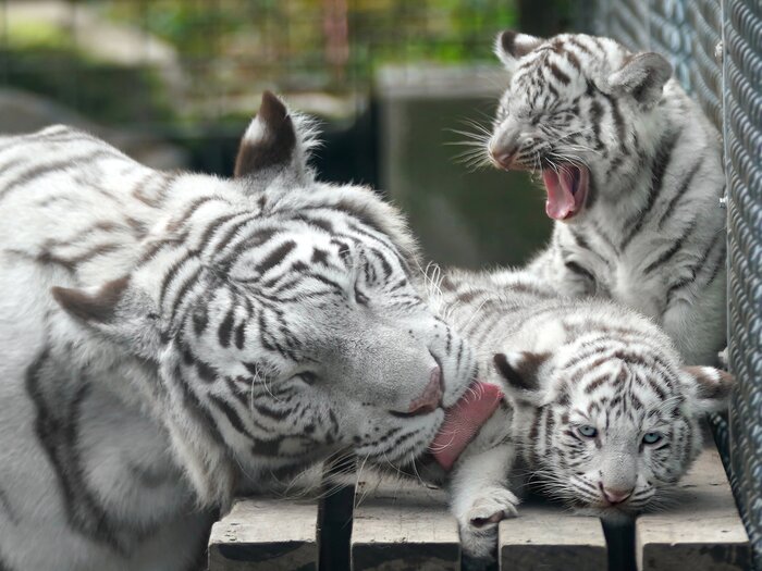 ����������� �������� �� ����