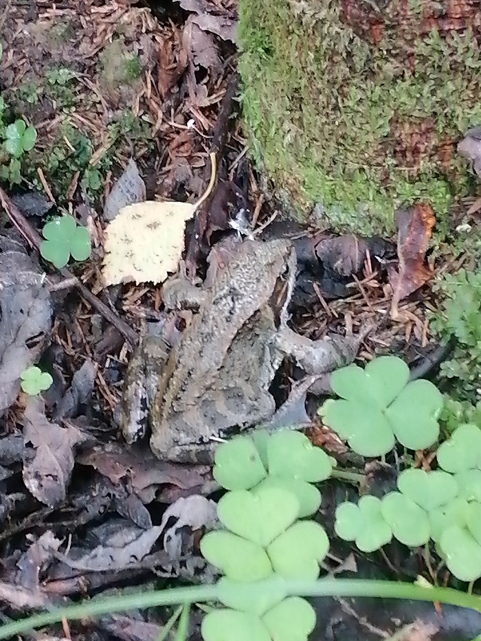 Среда в лесу, чуваки!!!