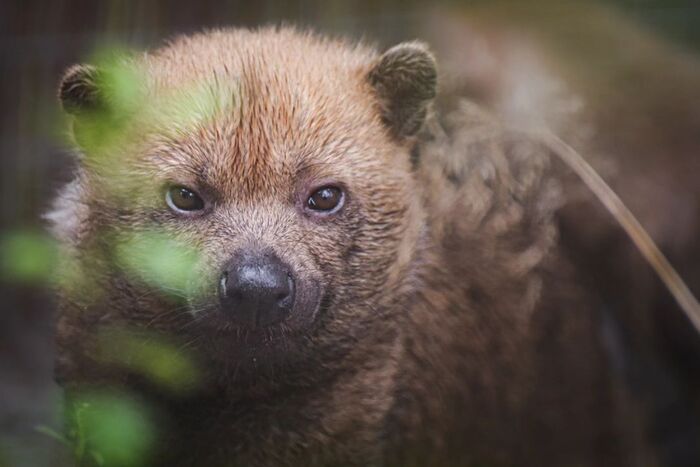 Кустарниковая собака.