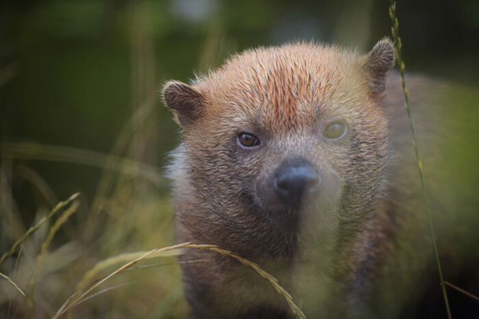 Кустарниковая собака.