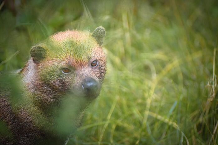 Кустарниковая собака.