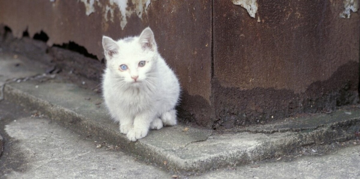 Котенок с улицы. Белый Бездомный котенок. Белый котенок на улице. Бездомный котенок зимой. Грязный белый котенок.