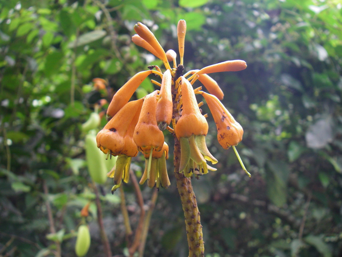 Гриффония. Откуда берется 5-НТР и так ли он опасен? Мозг, Научпоп, Telegram, Растения, Длиннопост