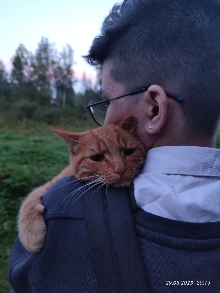 Погладь кота