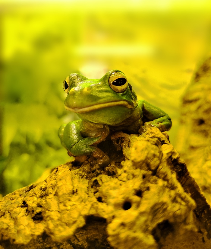 ���� ������� �����