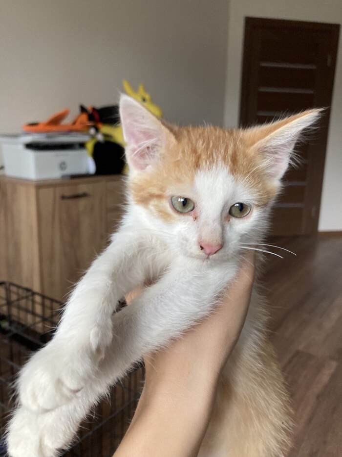 Мальчик, игривый, общительный