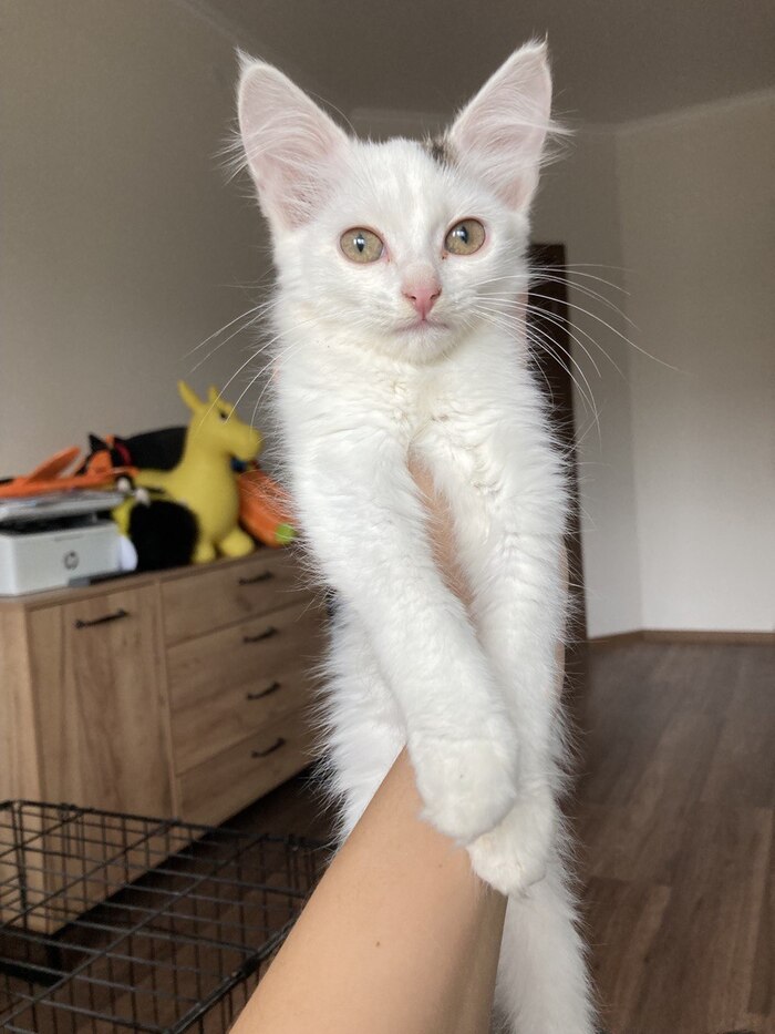 Девочка. Очень ласковая и нежная, золотко прямо.