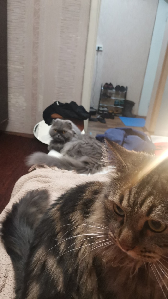 ���� ���������