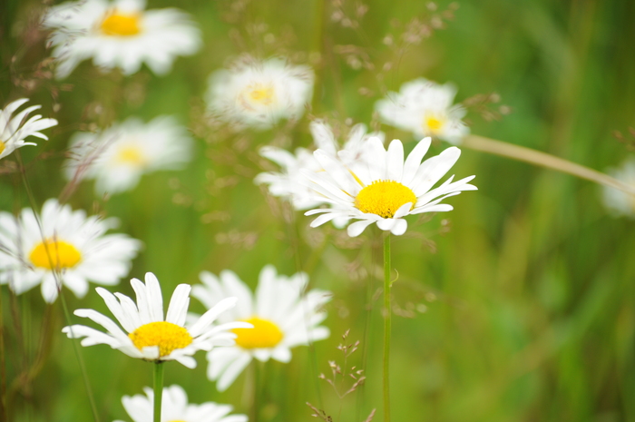 Ромашульки