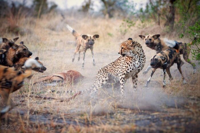 Гопники отнимают добычу