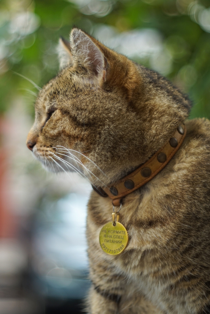 Кот на спец питании