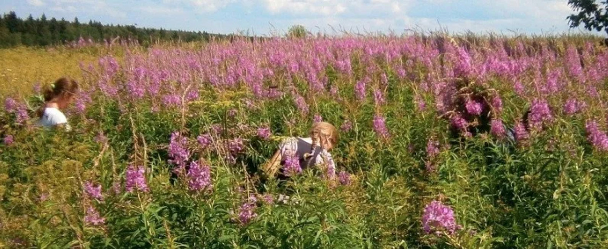 Трава здесь. Сбор трав 