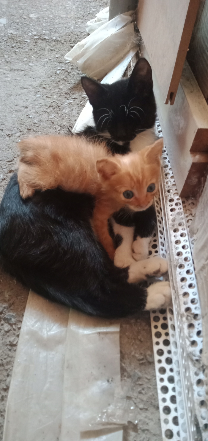 ����� ����� ���� "��������"