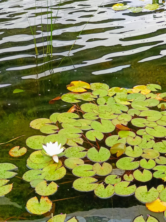 Water Lily ,  ,   , , , 