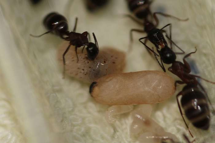 -. Camponotus herculeanus.  4.    , ,  , , , , , , , , 