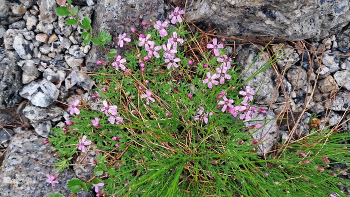 Вероятно, камнеломка.