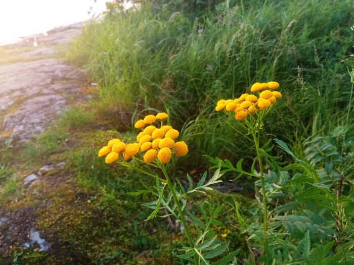 Пижма. Честная, жёлтая.