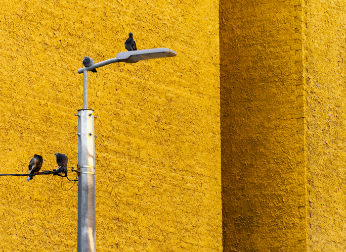 Nikon D300, f/9, 1/250, ISO-320, 185mm (Tokina AT-X 80-400mm)