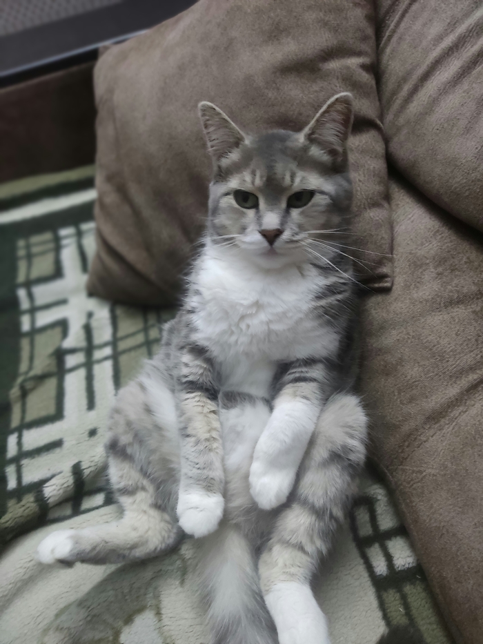 Ленивая котя