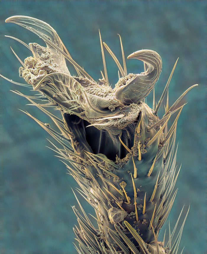 Нежная лапка золотоглазки