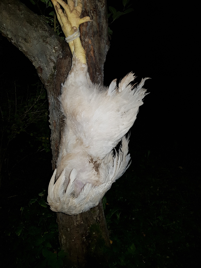 ��� ��� ����� ����.