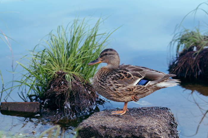 ��� ��� ������