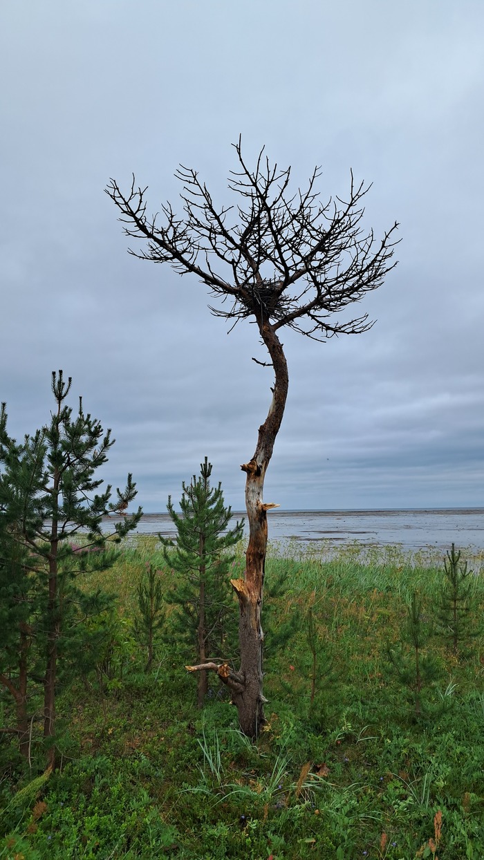 Гнездо на дереве