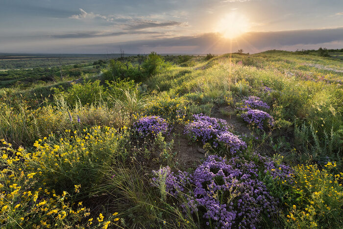 Терпкий запах чабреца