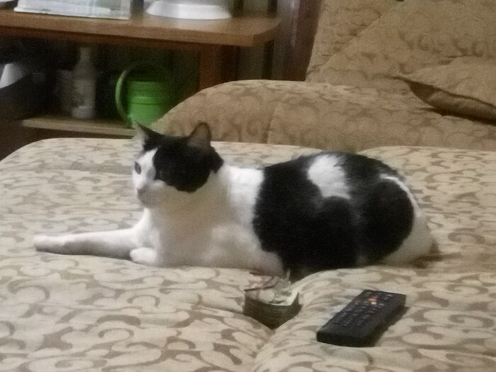 Моя котейка