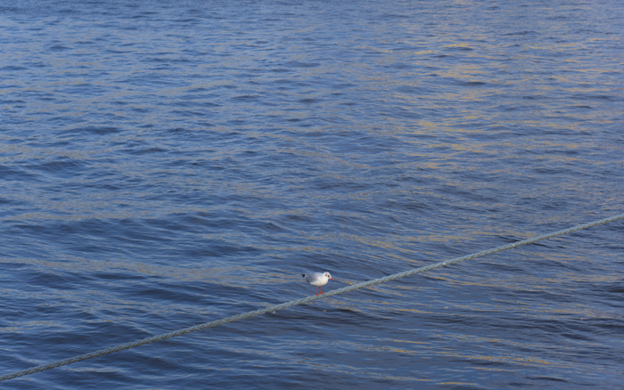 Повсюду чайки