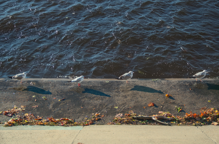 Много чаек)