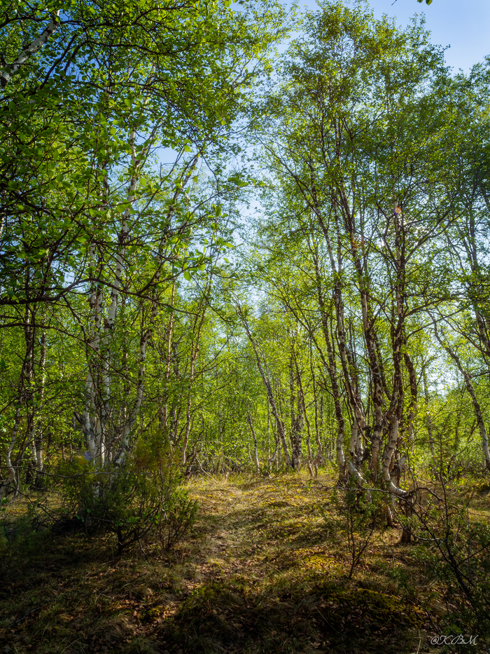В тенистом лесу