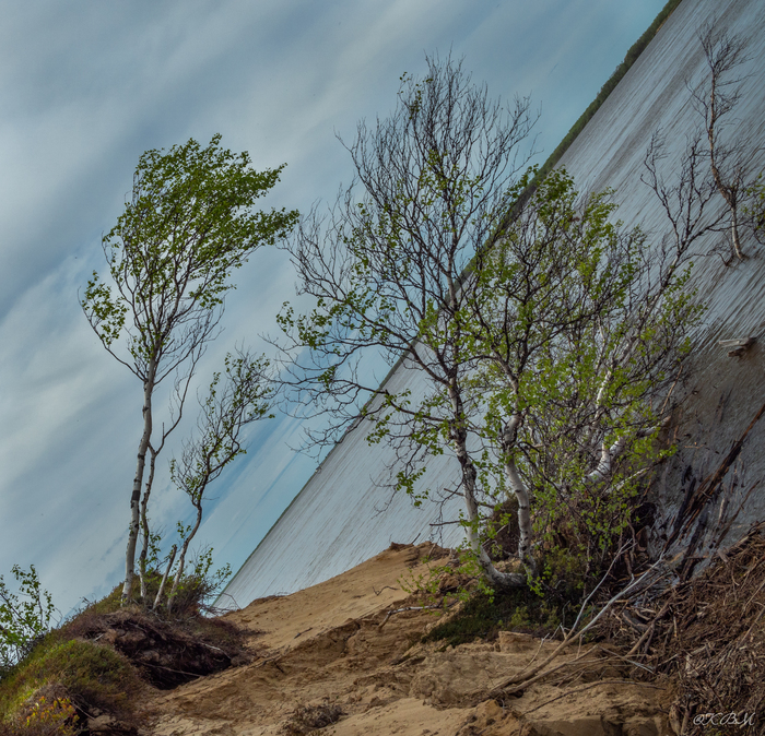 "Пьяные" берёзы на берегу Печоры